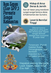 Ikan Sapan (Thor sp.)